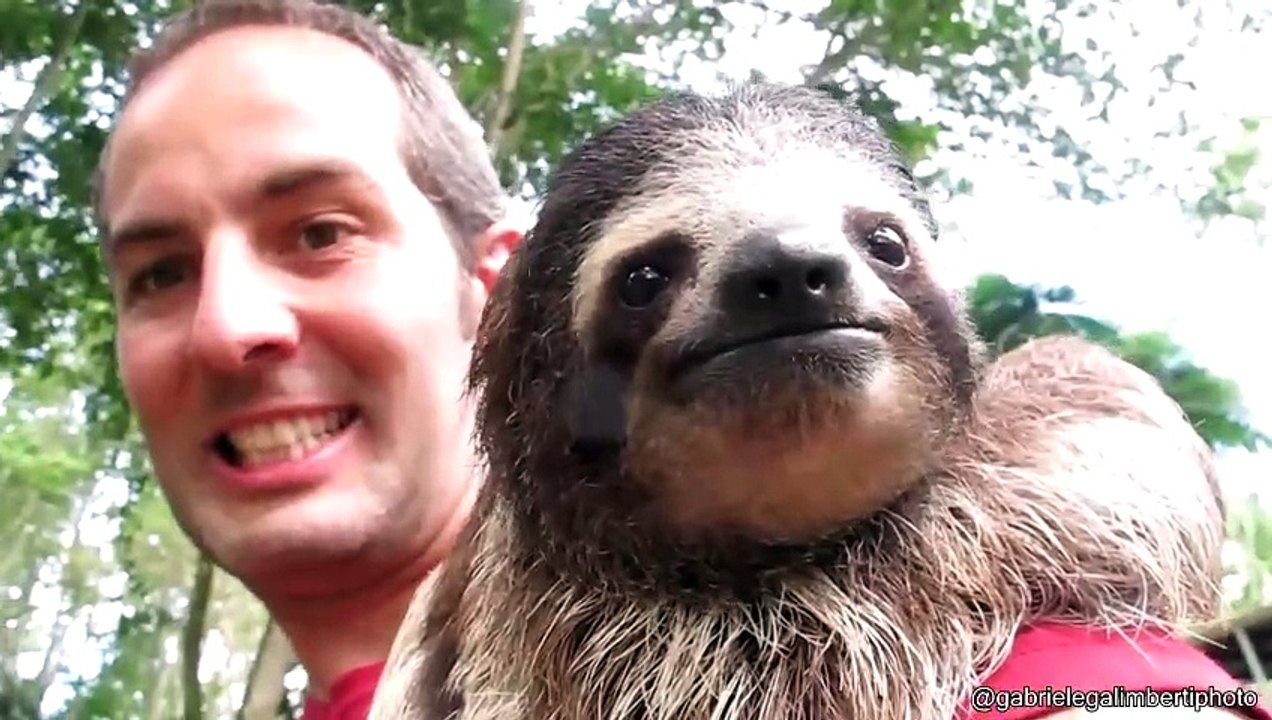 Sloth Crossing a Road