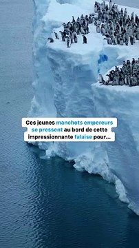 Ces manchots sautent dans le vide car...