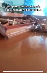 VÍDEO: Boi que tentou fugir de enchente é encontrado sob altar de igreja no RS