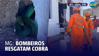 Cobra é resgatada por bombeiros em Ouro Preto