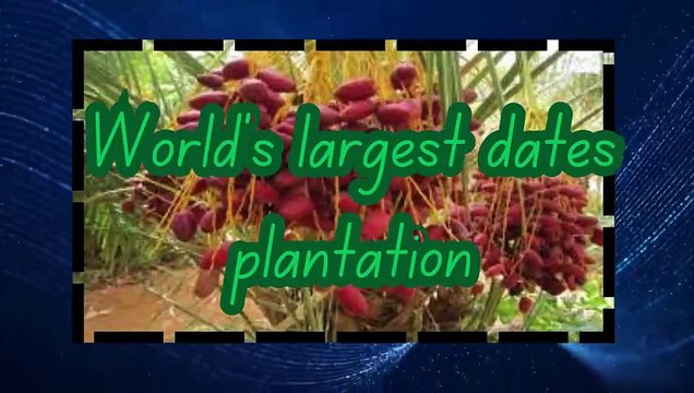 World's largest dates plantation