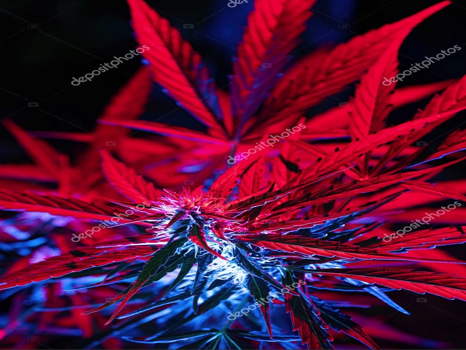 DRT Familia - Nasze Życie