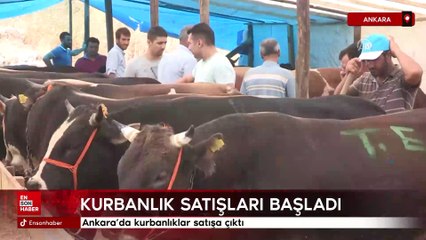 Ankara'da kurbanlıklar satışa çıktı