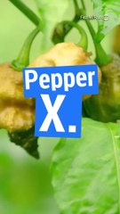 Le Pepper X est le piment le plus piquant au monde
