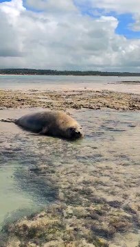 Elefante-marinho é resgatado após encalhar em praia de Maragogi