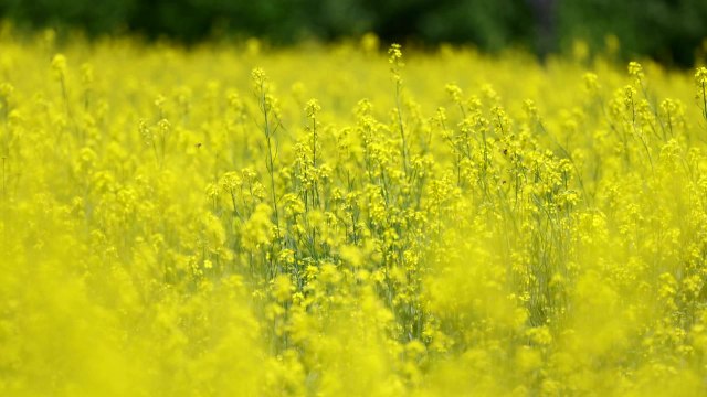 [영상] 5월의 노란 물결 / YTN