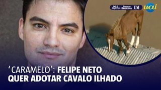 Felipe Neto diz querer adotar cavalo resgatado no RS