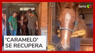 'Cavalo caramelo' recebe tratamento em hospital após ser resgatado no RS