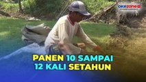 Warga Desa di Malang Raup Untung Jutaan Rupiah dari Budi Daya Rumput