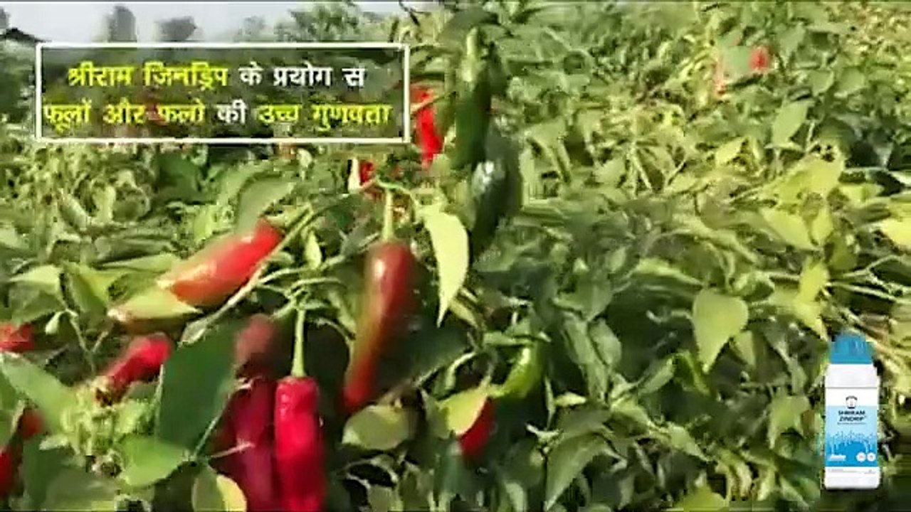 Maximize Crop Potential with Shriram ZinDrip: Zinc-Based Solution