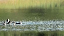 The Black-Throated Diver: Close Up HD Footage (Gavia arctica)