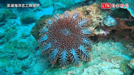 七美海域再現濕冠海星，恐危珊瑚生態引關注🦀