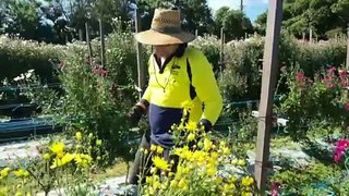 This flower farm in QLD supports employment for people with disabilities, and are now busy preparing thousands of bouquets in time for Mother’s Day
