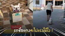 เจ้าตูบสุดเพลิน เมื่อคุณพ่อทำของเล่นให้ งานนี้เล่นจนพ่อเหนื่อย !