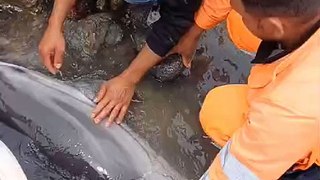 Un piccolo delfino salvato alle Eolie