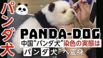 「パンダ犬」染色の実態は PANDA DOG  La tintura del Cane Panda / painting dogs to look like pandas
