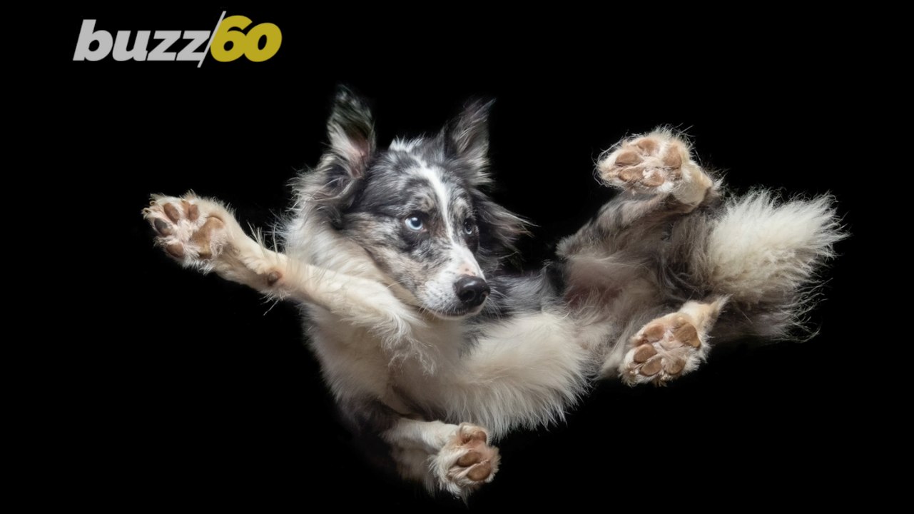 This Amazing Photographer Captures Dogs Looking Like They’re Suspended in Mid-Air