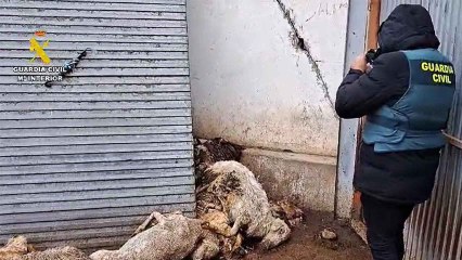 La investigación de la Guardia Civil en la Granja de Renedo