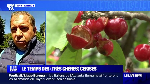 On a perdu à peu près 50% du potentiel de cerises : David Seve (producteur de cerises à Beaucaire dans le Gard) s'inquiète des conséquences des fortes pluies sur les récoltes de cerises