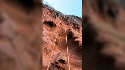 Owl nesting in Dawlish cliffs