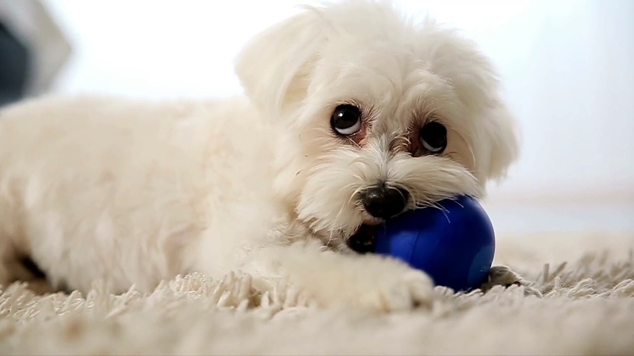 Dog play game eating effect