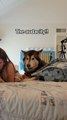 Malamute Howls at Owner to Play With Him