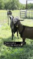 Llama Spits on Goat's Face