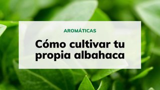 Cómo cultivar tu propia albahaca