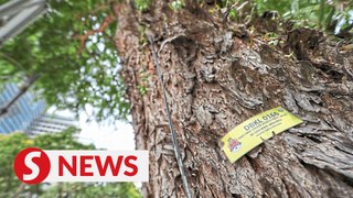 DBKL identifies 28 high-risk trees to be felled in the city