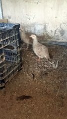 Silver Teeter laid an egg