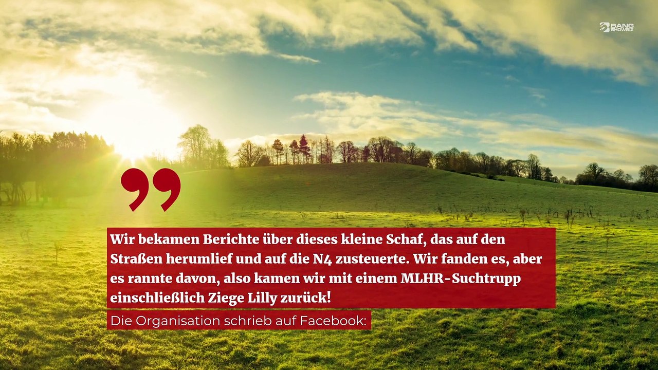 Hausziege hilft bei der Suche nach entlaufenen Schafen in Irland
