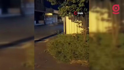 Bursa'da sokakta gezen tilki görüntülendi