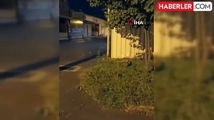 Bursa'da sokakta gezen tilki görüntülendi