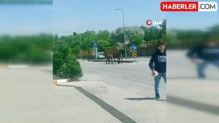 Ankara'da sahipsiz atlar trafikte zor anlar yaşattı
