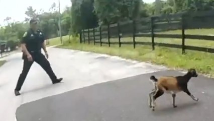Amusing video shows goat giving police officers runaround