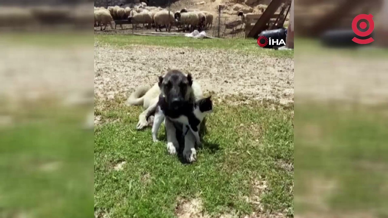 Elazığ'da kedi ile kangalın dostluğu tebessüm ettirdi