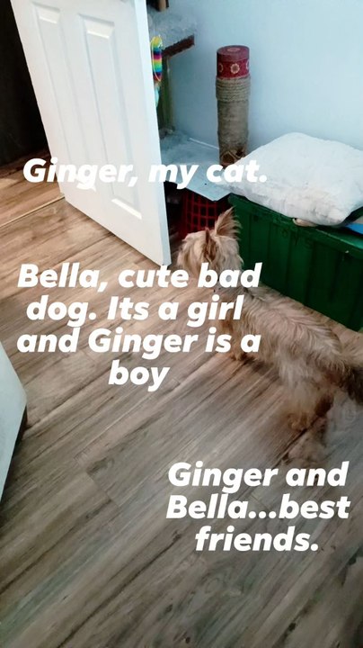 My cute little Bella and Ginger