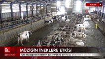 Burdur'da Türk müziğinin ineklerin süt verimini artırdığı ispatlandı