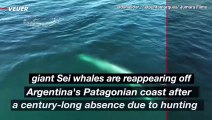 Whales Resurge Off Argentina's Coast After a Century