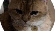 video (14)