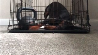 Great crate caper: Brainy Doberman outsmarts her crate