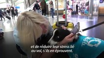 Turquie: des chiens pour détendre les passagers à l'aéroport d'Istanbul