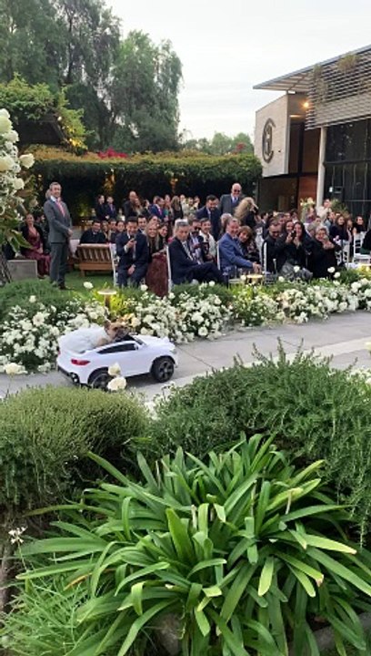 Perrito en boda