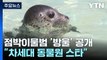 점박이물범 '방울' 첫 공개...