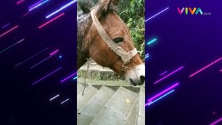 BIADAB! Kuda Sempoyongan Gegara Angkut Barang Pendaki