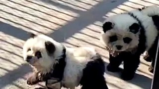 Scandale au Zoo: Les Chiens Pandas Révélés comme Faux!