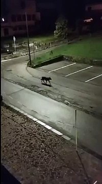 Belluno, lupo tra le case a Falcade: il video di un residente