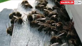 Eşek arıları, Gazze'de İsrail askerlerini hastanelik etti