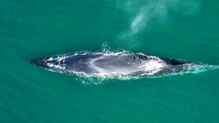 Por primera vez desde 1929, se ha hallado un ejemplar de ballena sei en la costa patagónica