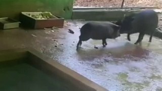 Porcos selvagens se divertem em novo lar, em Brusque